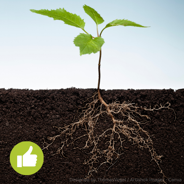 Junge Pflanze mit grünen Blättern und sichtbarem Wurzelsystem in dunkler Erde