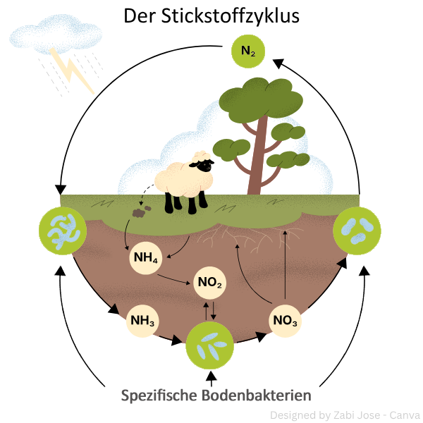 Infografik zum Stickstoffzyklus mit Baum, Schaf, Wolken, Blitzen und spezifischen Bodenbakterien.
