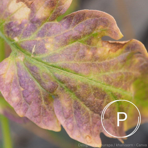 Pflanzenblatts mit verfärbten, violetten und gelben Bereichen, typisch für Phosphormangel.