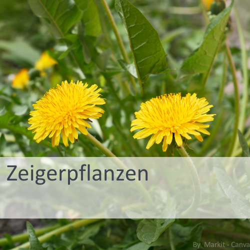 Zwei gelbe Löwenzahnblüten mit gezackten Blättern vor grünem Hintergrund