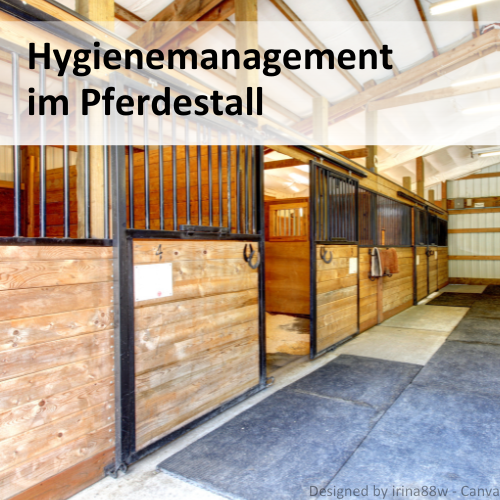 Hygienemanagement im Pferdestall. Man sieht eine saubere Stallgasse.