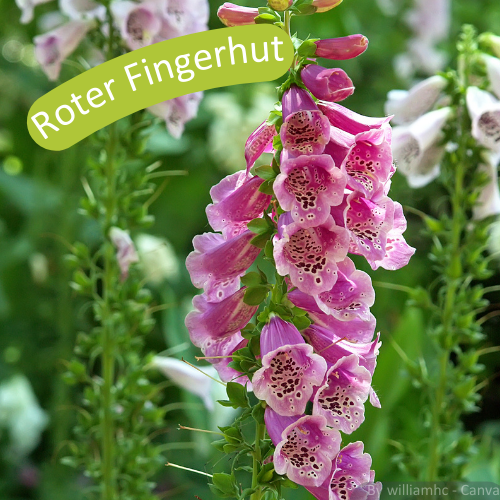 Roter Fingerhut