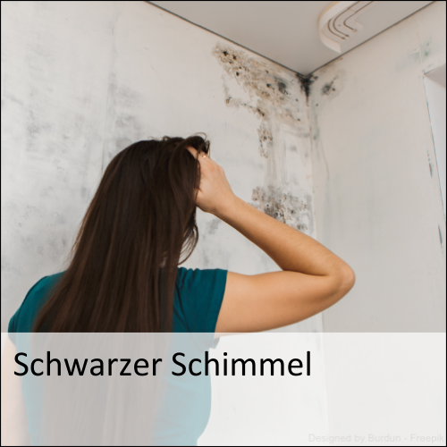 Schwarzer Schimmel