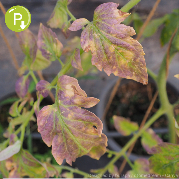 Tomatenpflanze mit vergilbten und violetten Blättern als Zeichen von Phosphormangel.