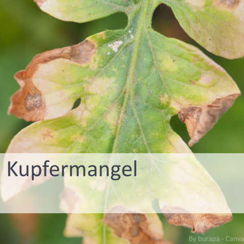 Nahaufnahme eines Pflanzenblatts mit gelblichen Verfärbungen und braunen, vertrockneten Rändern, typisch für Kupfermangel.