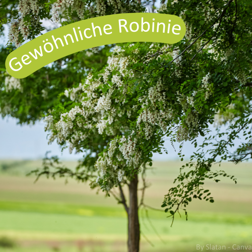 Gewöhnliche Robinie