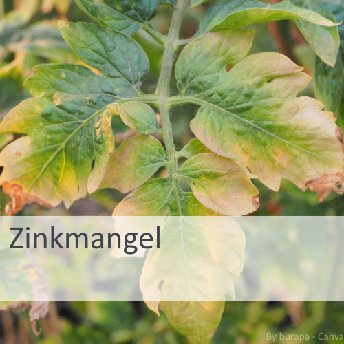 Tomatenblatt mit gelblichen Verfärbungen an den Rändern, Anzeichen von Zinkmangel bei Pflanzen.