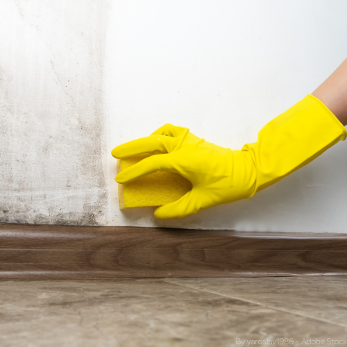 Hand mit Schutzhandschuh wischt schwarzen Schimmel mit einem Schwamm von der Wand.