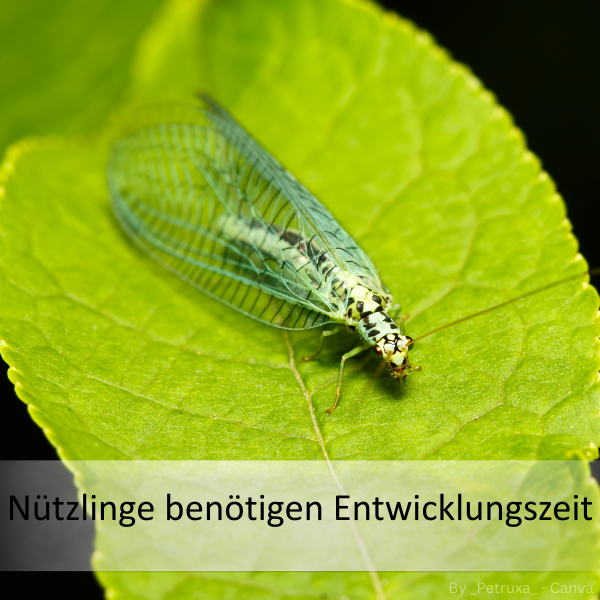 Nahaufnahme eines grünen Florfliegeninsekts mit durchscheinenden Flügeln auf einem Blatt