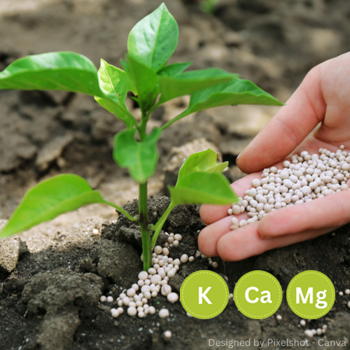Hand streut weiße Düngerkügelchen auf Boden neben grünem Pflänzchen mit gesunden Blättern.