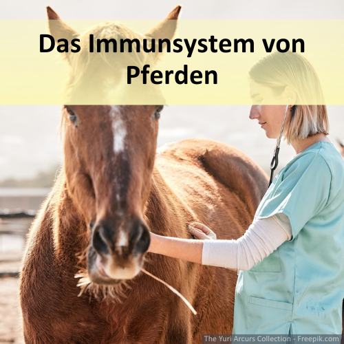 Ein Pferd mit schlechtem Immunsystem wird von einer Ärztin untersucht.