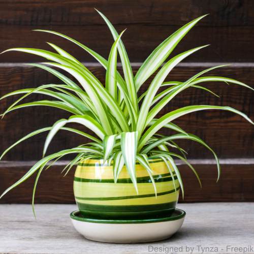 Eine Grünlinie (Chlorophytum) in einem gelb-braunen Blumentopf