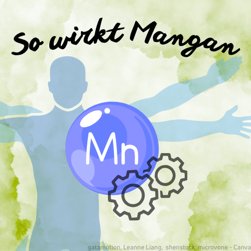 Illustration mit dem Titel „So wirkt Mangan“: Vor einem grünlichen Aquarell-Hintergrund ist die Silhouette eines Menschen mit ausgestreckten Armen zu sehen. Zentral im Bild befindet sich eine große blaue Kugel mit der Aufschrift „Mn“ als Symbol für Mangan