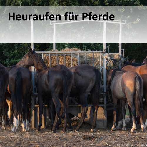 Heuraufen für Pferde: Anforderungen und Gefahren Heuraufen für Pferde: Anforderungen und Gefahren