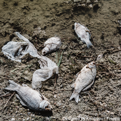 Tote Fische am Ufer der Oder