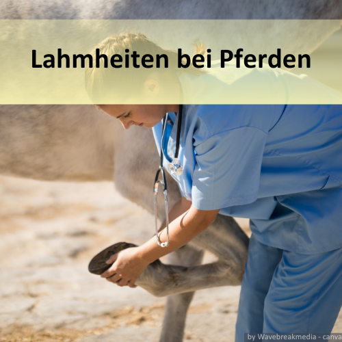 Tierärztin die ein lahmendes Pferd untersucht.