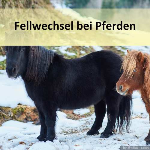 Zwei Shetlandponys mit Winterfell im Schnee.
