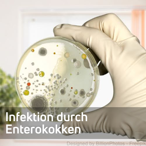 Zum Text Infektion durch Enterokokken