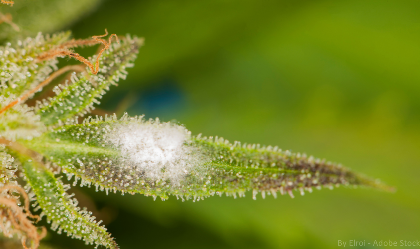 Weißer Schimmel auf dem Blatt einer Cannabispflanze.