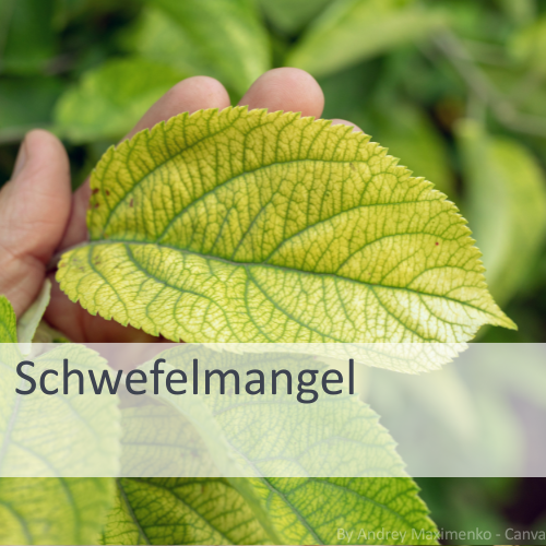 Hand hält gelblich verfärbtes Blatt mit grünen Blattadern vor unscharfem grünem Pflanzenhintergrund, Text 'Schwefelmangel' eingeblendet.