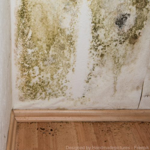 Grüner Schimmel an einer Wand in der Wohnung