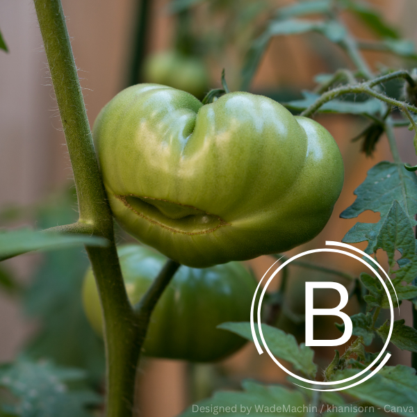 Grüne Bormangel-Tomate mit unregelmäßiger, bauchiger Form an Stängel mit Blättern.