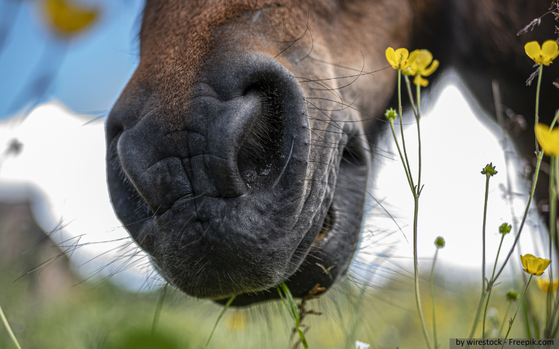 Pferd mit equinem Asthma auf einer Wiese.