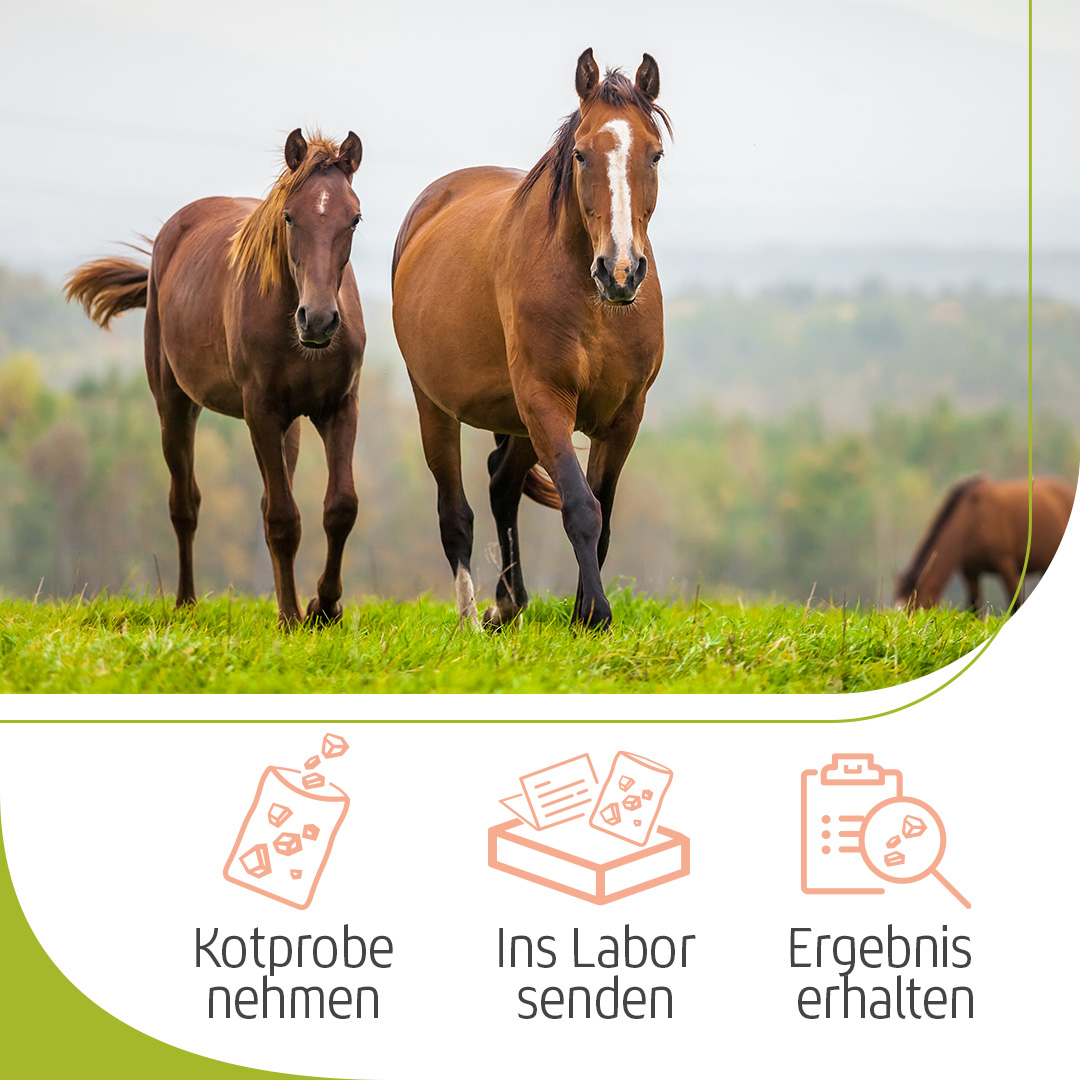 Kotprobe nehmen, ins Labor senden, Ergebnis erhalten
