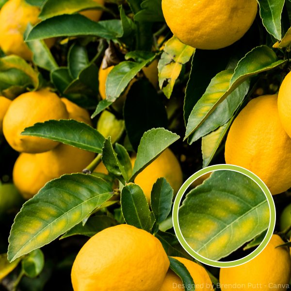 Zitronenbaum mit Blättern, die gelbe Blattchloroseflecken aufweisen