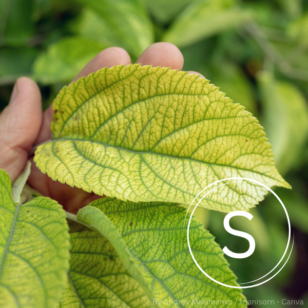 Hand hält gelblich verfärbtes Blatt mit grünen Blattadern vor unscharfem grünem Pflanzenhintergrund, Text 'Schwefelmangel' eingeblendet.
