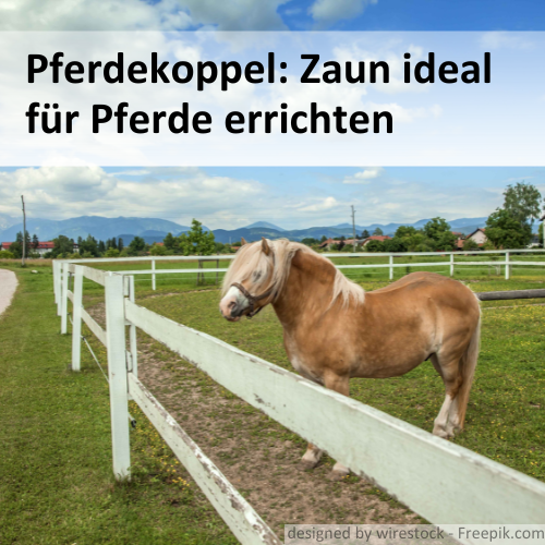 Ein Pferd auf einer Koppel vor einem Stabilzaun aus Holz.