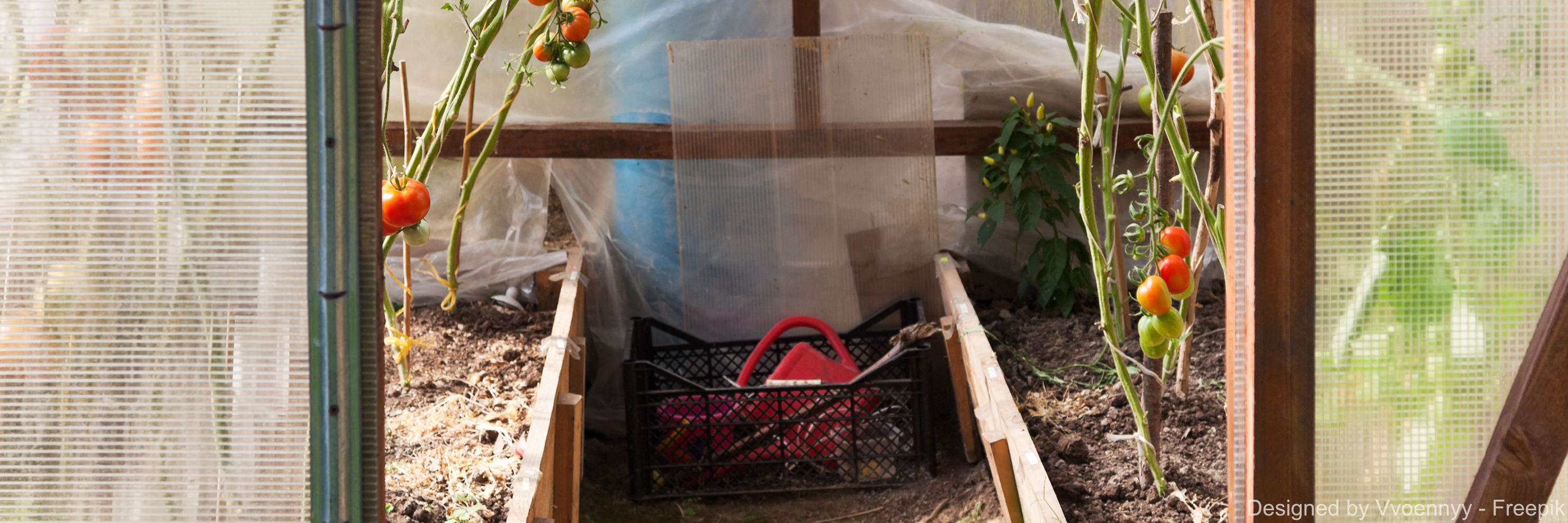 Tomaten in einem Gewächshaus