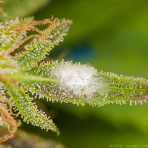 Weißer Schimmel auf dem Blatt einer Cannabispflanze. 