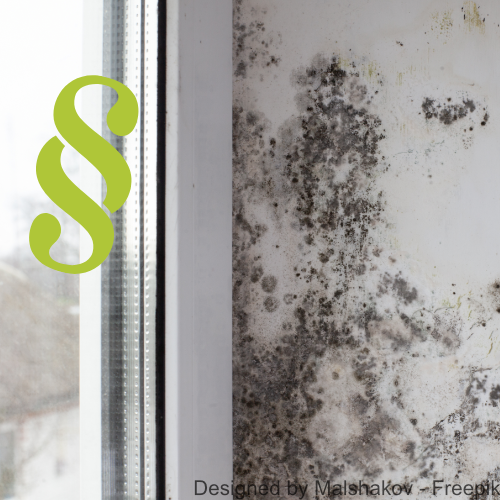 Das Fenster einer Mietwohnung ist von schwarzem Schimmel befallen.