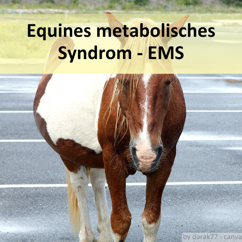 Übergewichtiges Pferd mit EMS Syndrom (Equines metabolisches Syndrom)