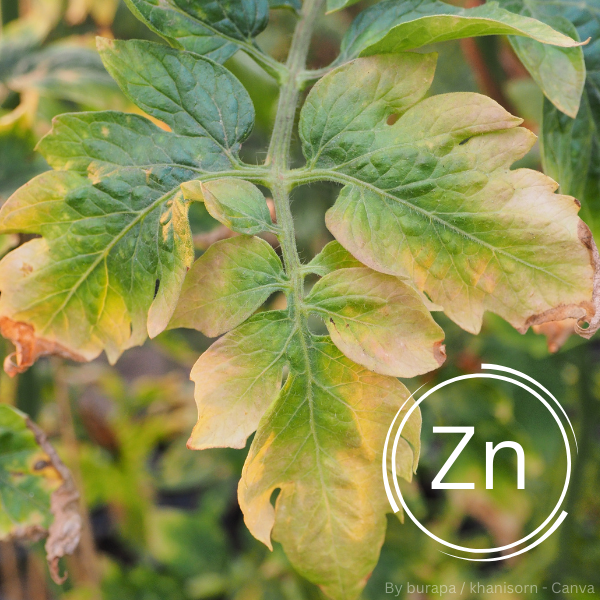Nahaufnahme eines Tomatenblatts mit gelblichen Verfärbungen an den Rändern, Symbol 'Zn' für Zink im Vordergrund.
