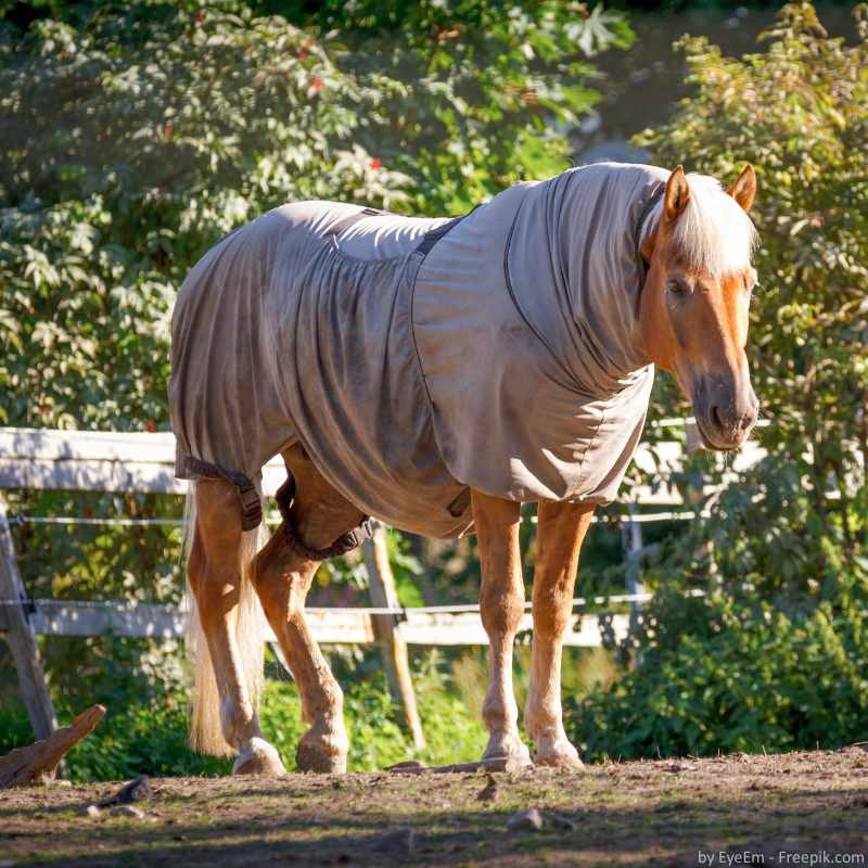 Ein Pferd mit einer Ekzemerdecke zum Schutz.