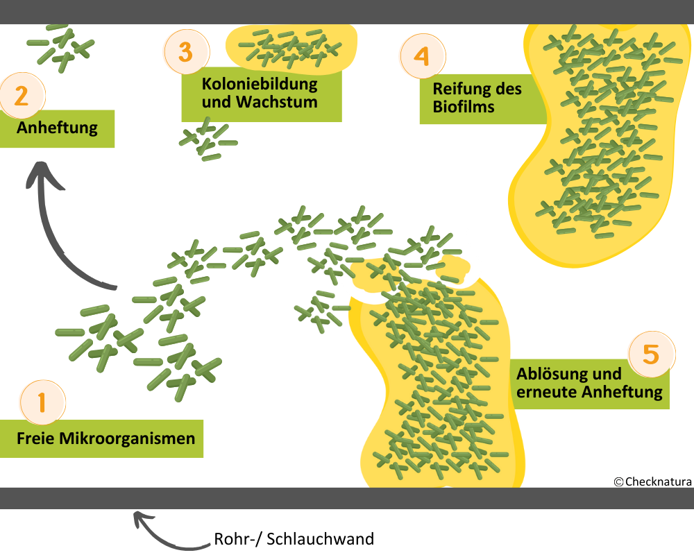 So entsteht ein Biofilm: Freie Mikroorganismen heften sich an eine Grenzfläche wie zum Beispiel die Innenseite eines Wasserrohres an. Dort bilden sie eine Kolonie, um die sich eine Matrix bildet. Die Matrix, die man sich als schleimige Masse vorstellen ka