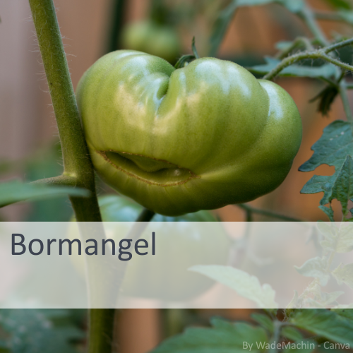 Grüne Bormangel-Tomate an Stängel mit Blättern, leicht gerippt und ungleichmäßig geformt.