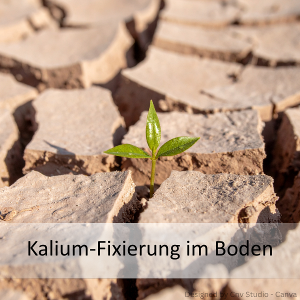 Junge grüne Pflanze wächst aus rissigem, trockenem Boden mit dem Text 'Kalium-Fixierung im Boden'.