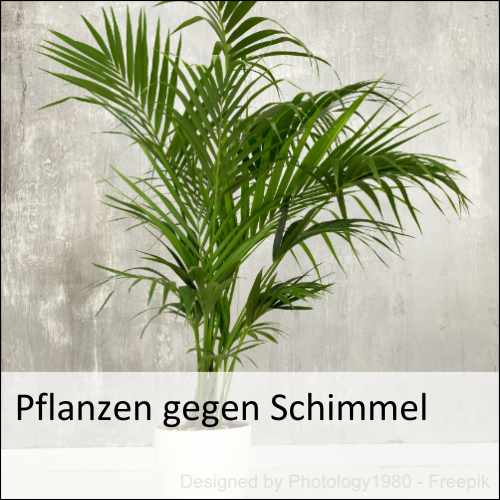 Pflanzen gegen Schimmel