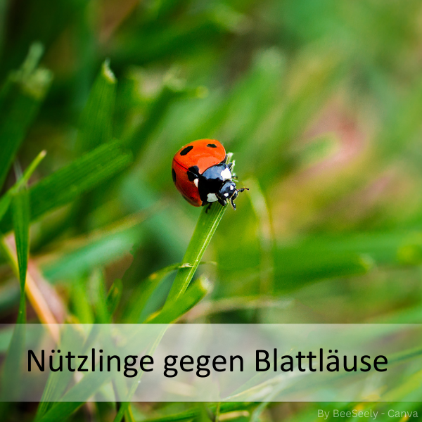 Nahaufnahme eines Marienkäfers auf einem Grashalm vor unscharfem grünem Hintergrund mit dem Text 'Nützlinge gegen Blattläuse'