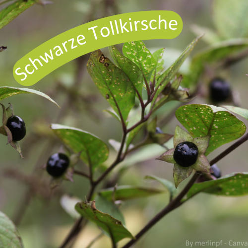 Schwarze Tollkirsche