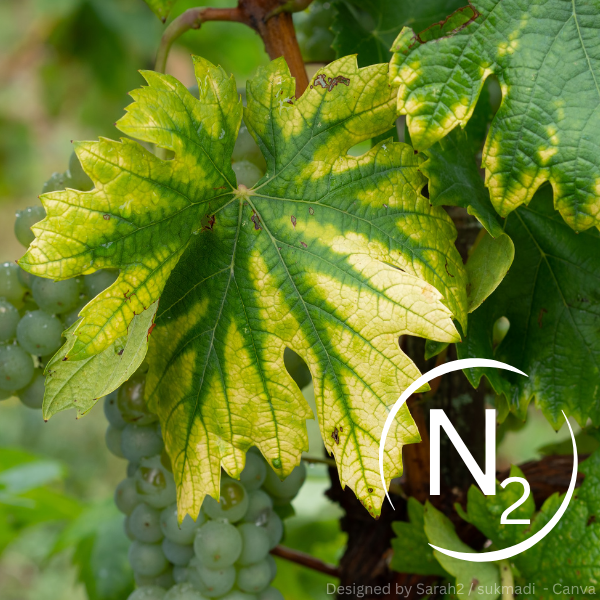 Weinblatt mit gelb-grüner Verfärbung und sichtbaren Blattadern.