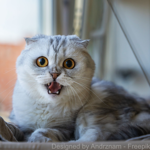 Weiße Katze Eine weiße Katze schaut erschreckt in die Kamera
