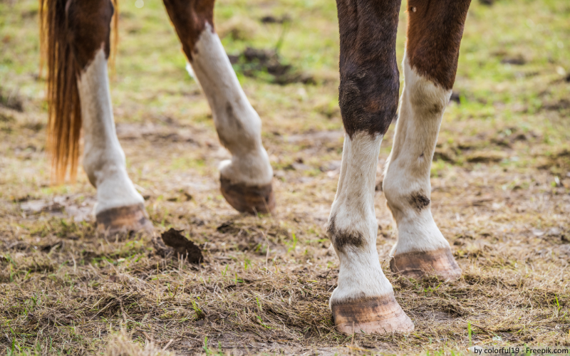 Pferdehufe in Bewegung.