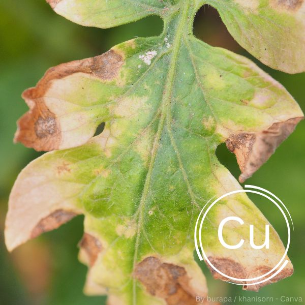 Nahaufnahme eines Blattes mit braunen, vertrockneten Flecken und gelblichen Verfärbungen, die auf Kupfermangel bei Pflanzen hinweisen.