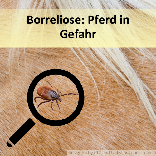Ein Pferd mit einer Lupe und darin eine Zecke. Die Überschrift ist Borreliose: Pferd in Gefahr.
