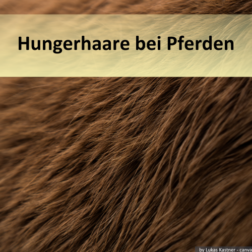 Ein Pferd mit Hungerhaaren