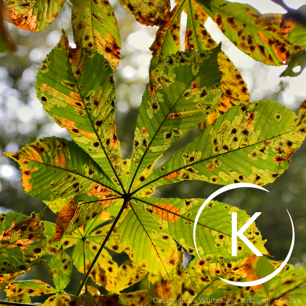 Großes grünes Blatt mit braunen und gelben Flecken, die auf Kaliummangel hinweisen.